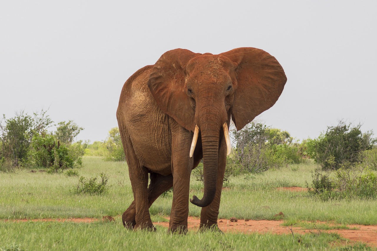 Wildlife/Safari Tourism Package