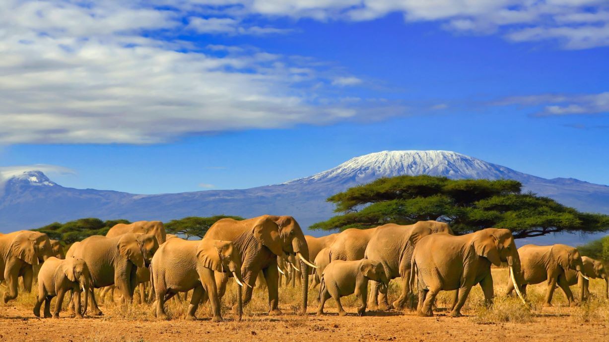 Mid-Range Safaris