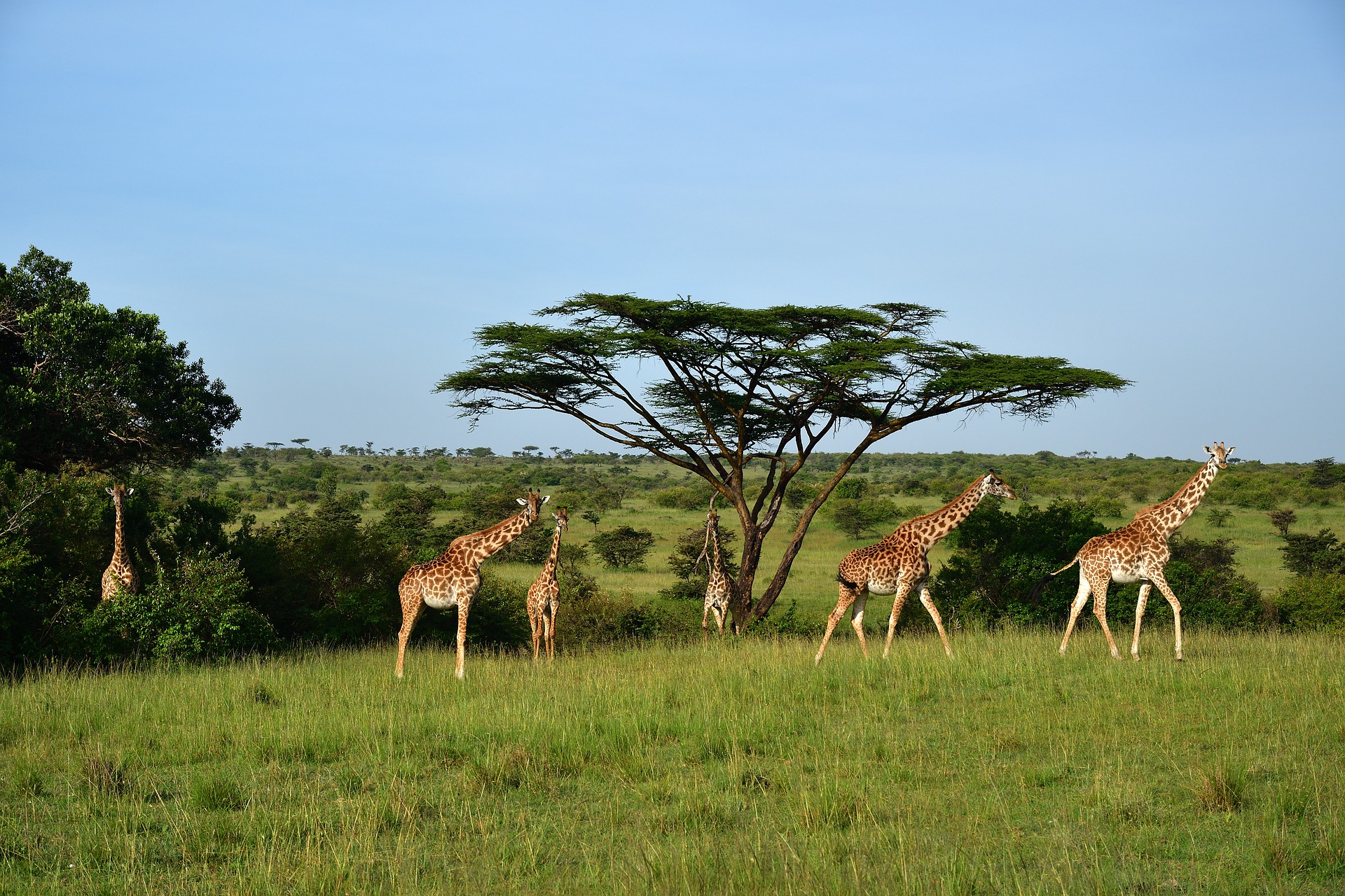 Wild Animals 