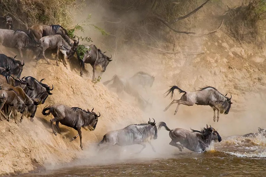 Wilderbeest Scramble