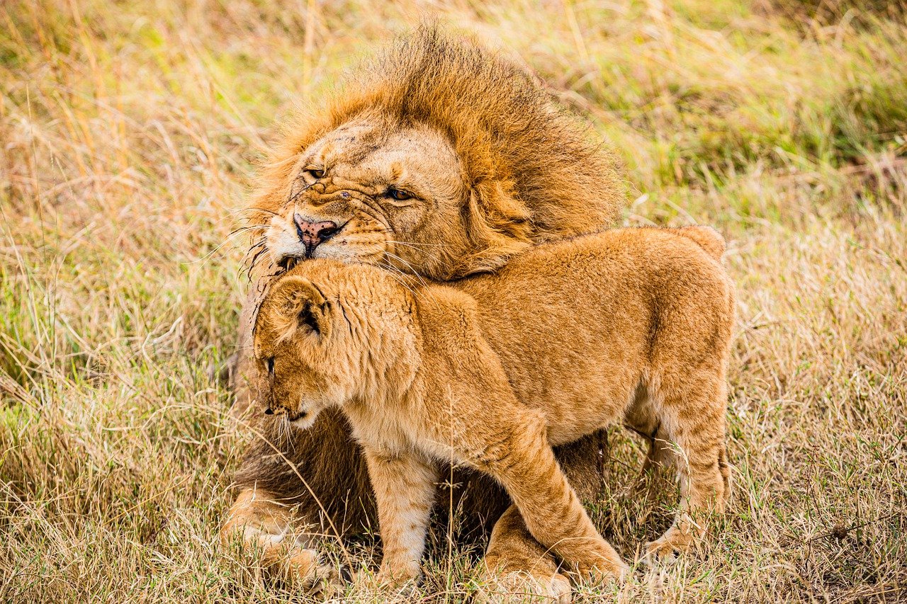 3 Days Maasai Mara 2024 Deals 